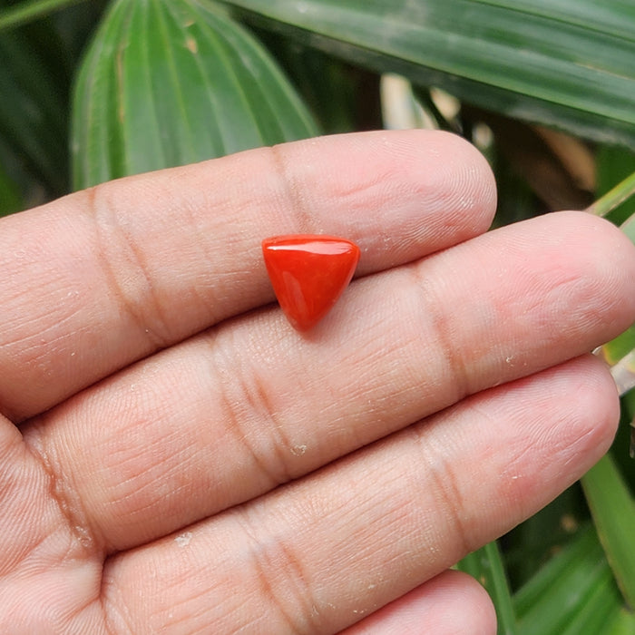 Red Coral (Moonga) Semi-Precious Gemstone- Triangle-5.56 Carat