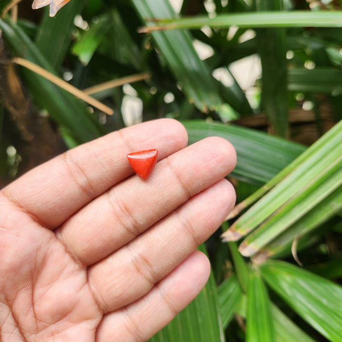 Red Coral (Moonga) Semi-Precious Gemstone- Triangle-5.56 Carat