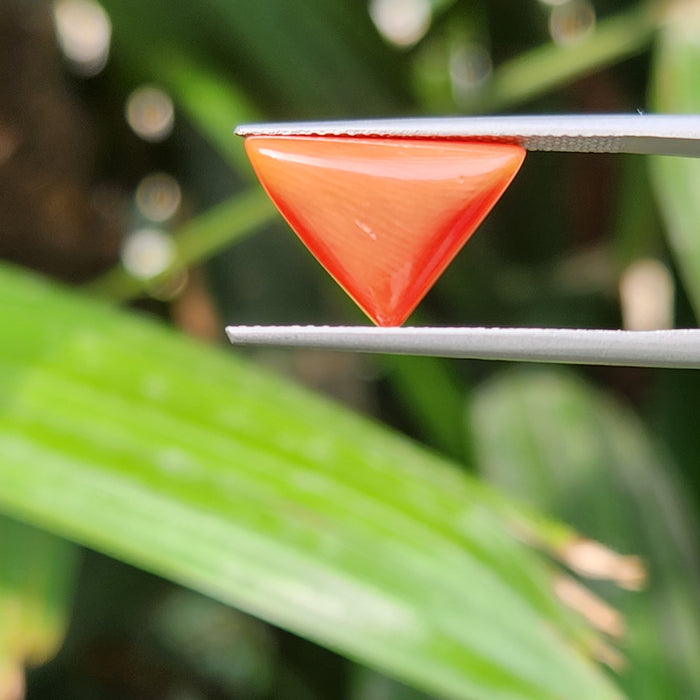 Red Coral (Moonga) Semi-Precious Gemstone- Triangle-5.38 Carat