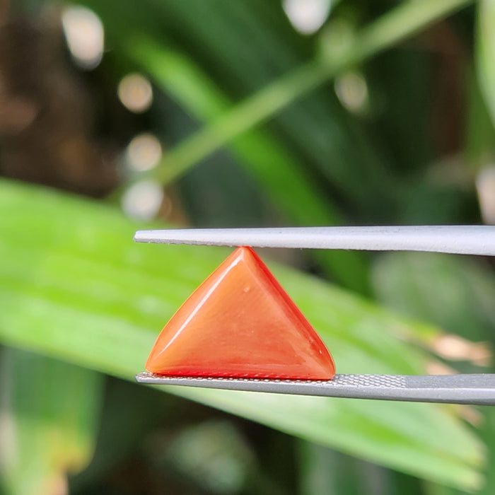 Red Coral (Moonga) Semi-Precious Gemstone- Triangle-5.38 Carat