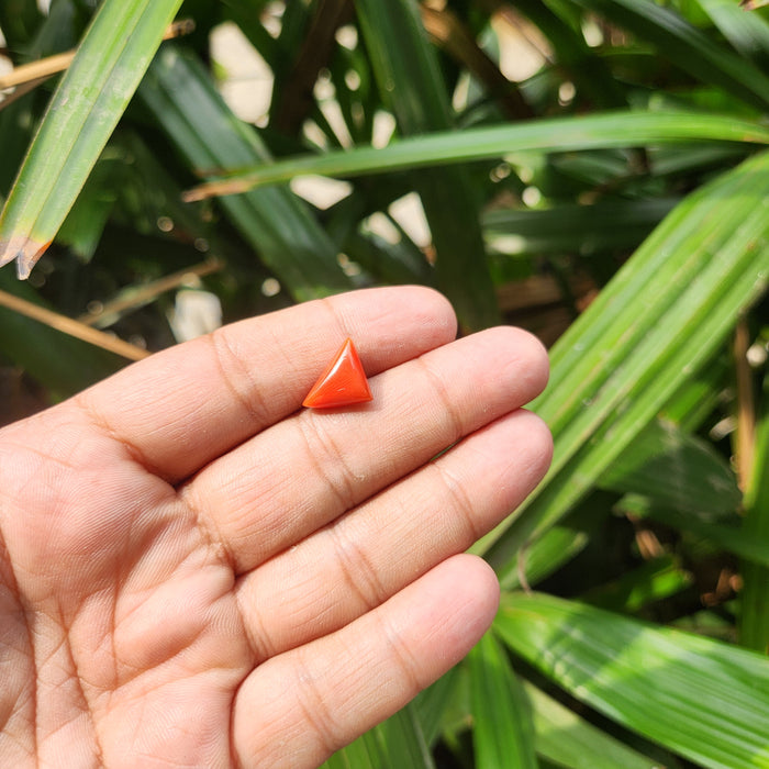 Red Coral (Moonga) Semi-Precious Gemstone- Triangle-5.38 Carat