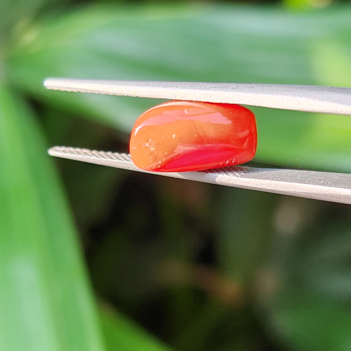 Red Coral (Moonga) Semi-Precious Gemstone- Triangle-5.56 Carat